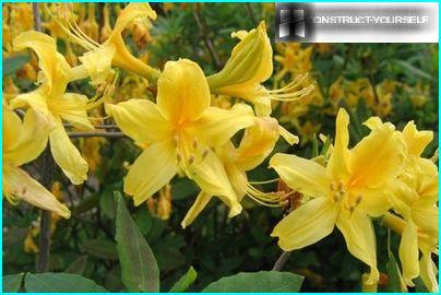 Jaune rhododendron