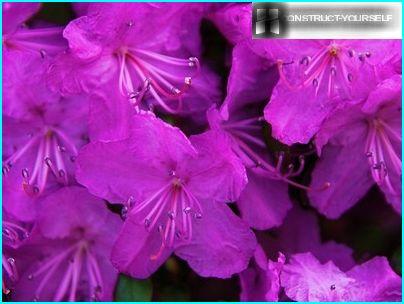 Rhododendron Daurian