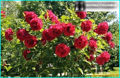 Bush of garden roses