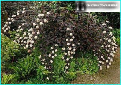 Maroon Shrubbery Bush