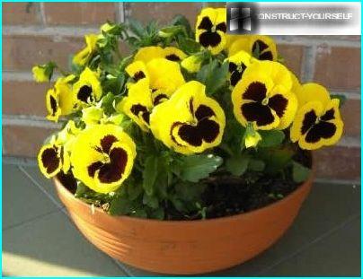 Pansy