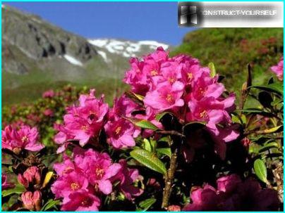 Rhododendron rozsdás