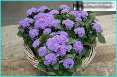 Ageratum