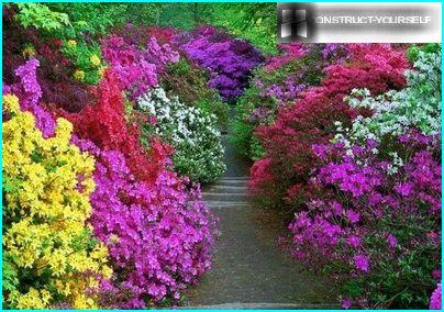 La richesse de la couleur des rhododendrons