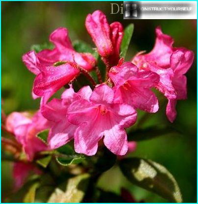 rododendron