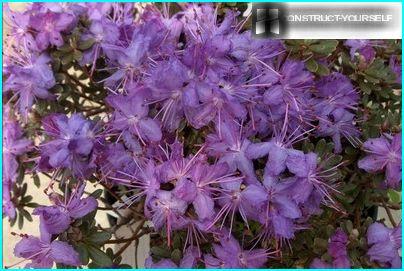 Rhododendron je těsný