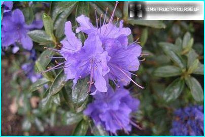 Rhododendron punastuminen