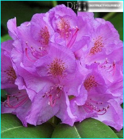 Catawbiense rhododendron