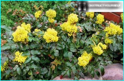 Mahonia 홀리의 덤불