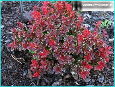 Barberry admirasjon