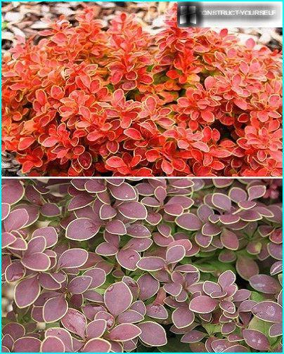 Varieties of barberry Thunberg