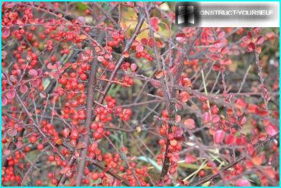 the berries of barberry