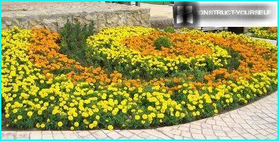 Flowerbed of marigolds