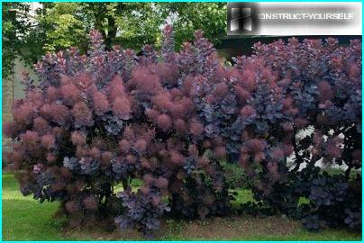 Sumac fence