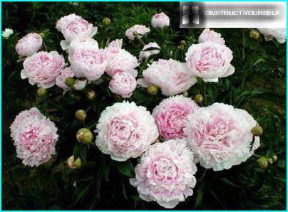 Peony Bush in the flowering period