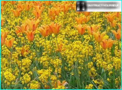 Parterre de fleurs jaune-orange