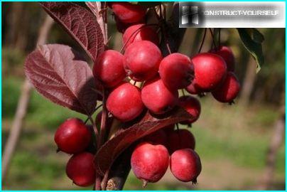 Decorative Apple fruit