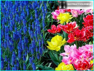 Muscari und Tulpen