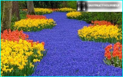 Narcisos, tulipas, muscari