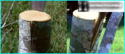 나무 껍질 예방 접종