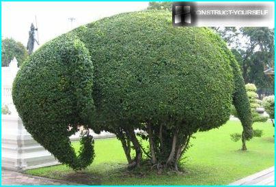 Slon Topiary