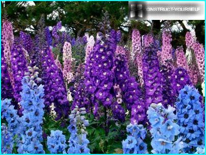 delphinium