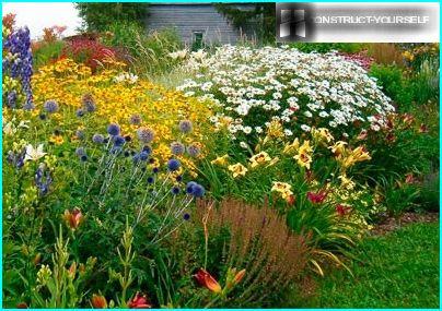 A flower bed of tall perennials