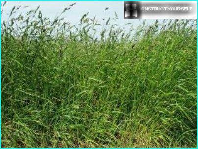 Festuca de pradera