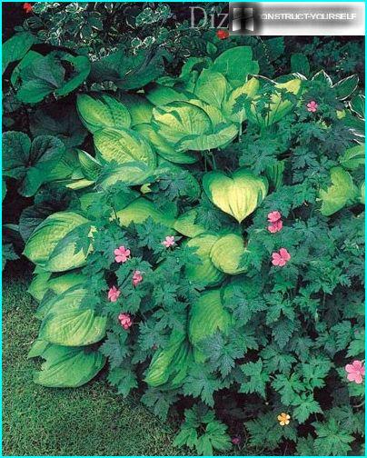 Hosta og Endris Geranium