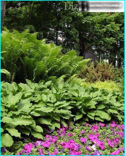 Hosta mit anderen Rattenii