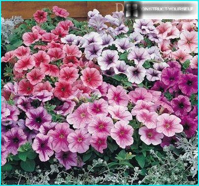 Petunias floribunda