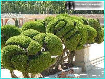 Unusual topiary