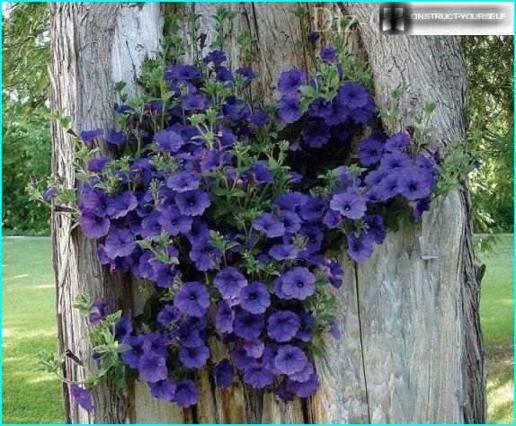 Petunia in un albero