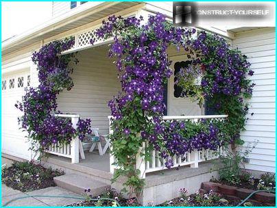 Clematis a verandán