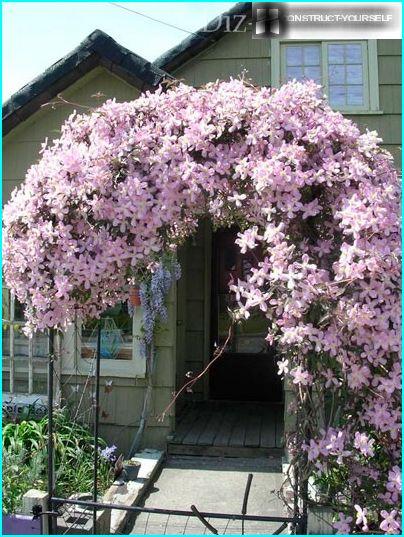 Clematis en el porche