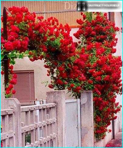 Rosas em cadeia precisam de apoio