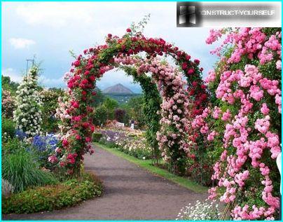 Los arcos de las rosas trepadoras se ven preciosos