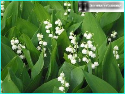 Lily of the valley