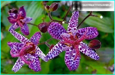 The unusual spotted flowers tricyrtis