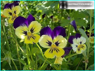 Pansy