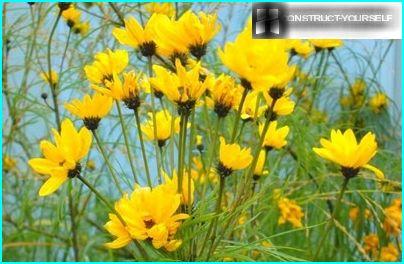 A hedge of ornamental sunflower