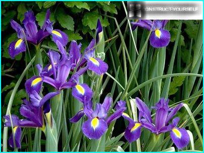 Iris netto