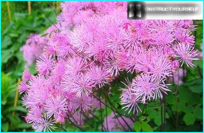 Kornblume mehrjährige Blumen Luftballons