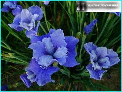 Iris siberiana