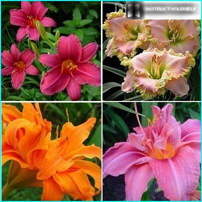 Favorites flower flowering daylilies