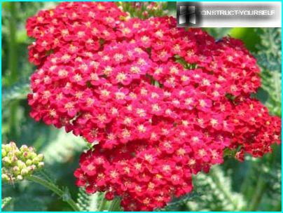 Pillow inflorescence yarrow