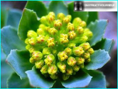 Unusual beauty Rhodiola rosea