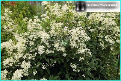 Clematis ardiendo