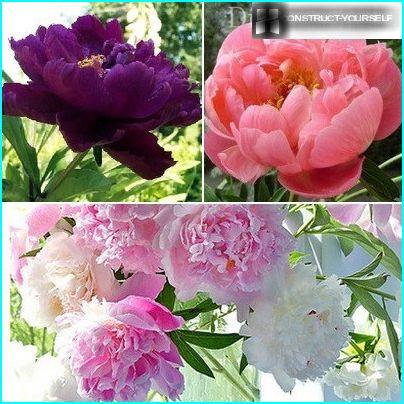 Pozdnerimskoe varieties of peony