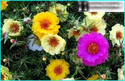 Unpretentious purslane is a bright decoration of flower beds